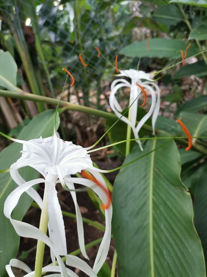 Oasis Vandrehjem Puerto Viejo de Talamanca Eksteriør billede